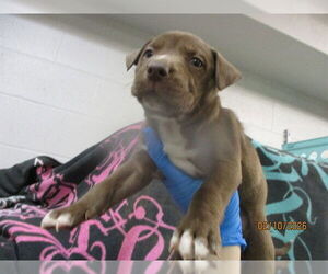 American Pit Bull Terrier-Siberian Husky Mix Dogs for adoption in Oklahoma City, OK, USA