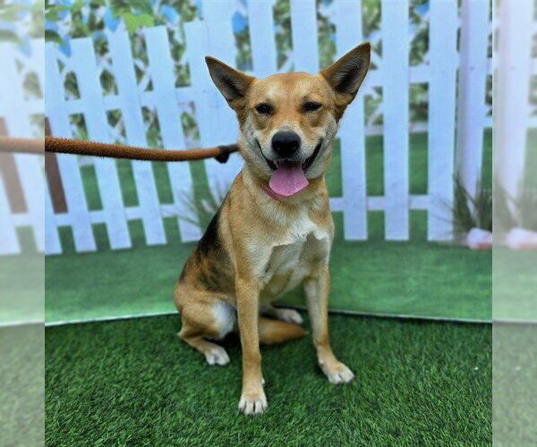 Medium Photo #1 German Shepherd Dog-Unknown Mix Puppy For Sale in Long Beach, CA, USA