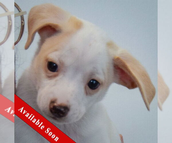 Medium Photo #1 Chiweenie Puppy For Sale in Huntley, IL, USA