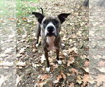 Small #3 American Pit Bull Terrier