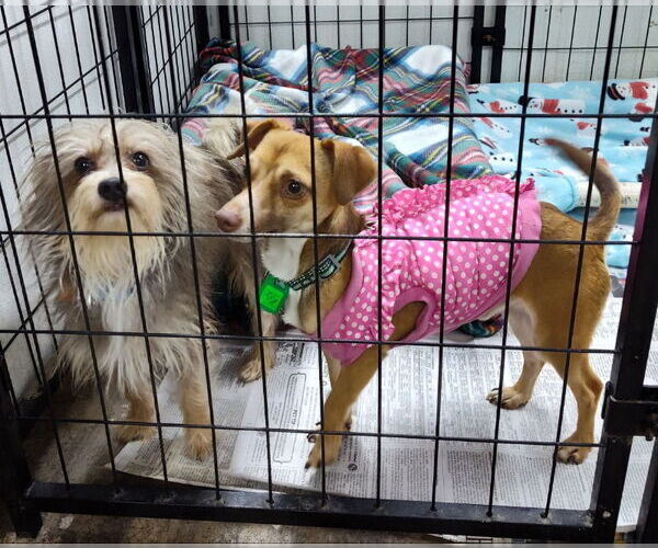 Medium Photo #1 Mutt Puppy For Sale in Mukwonago, WI, USA