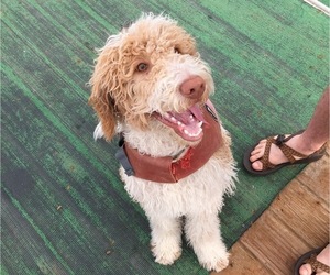 Goldendoodle Puppy for sale in TUCSON, AZ, USA