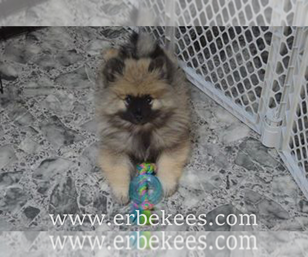 Medium Photo #35 Keeshond Puppy For Sale in FAYETTEVILLE, TN, USA