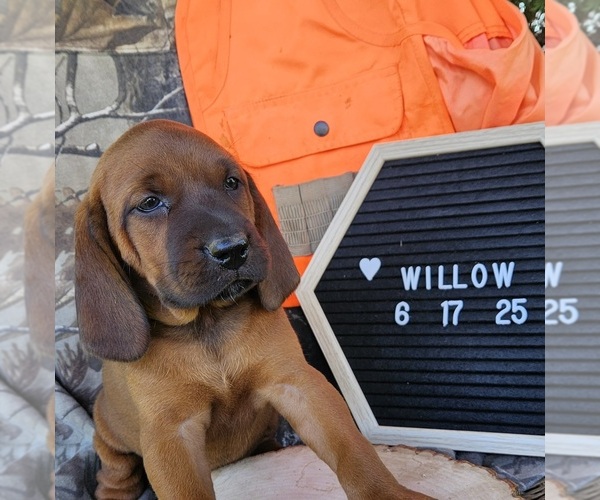 Medium Photo #3 Redbone Coonhound Puppy For Sale in DENVER, PA, USA