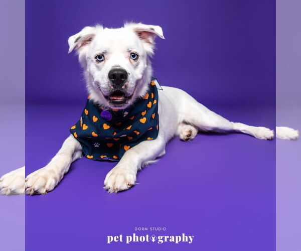 Medium Photo #2 Great Pyrenees-Unknown Mix Puppy For Sale in Fargo, ND, USA