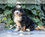 Small #2 Bernedoodle (Miniature)