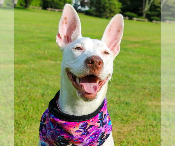 Medium Photo #10 Mutt Puppy For Sale in Canton, CT, USA