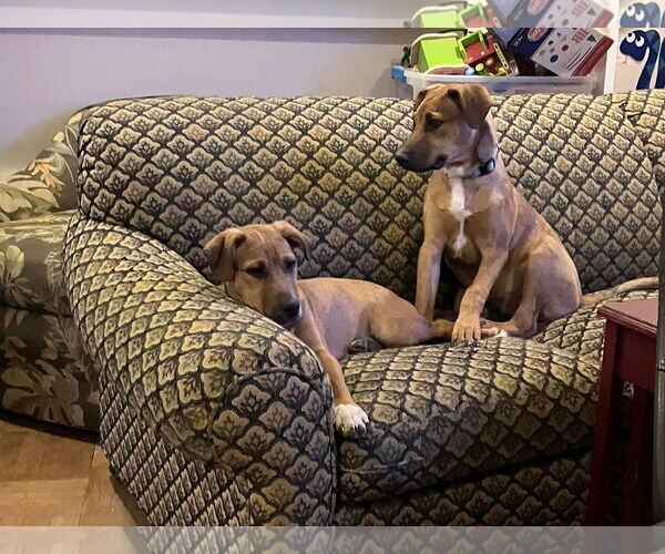 Medium Photo #12 Mutt Puppy For Sale in Germantown, OH, USA