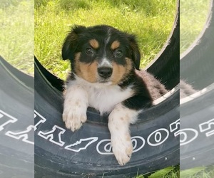 Miniature Australian Shepherd Puppy for sale in HILLSBORO, WI, USA