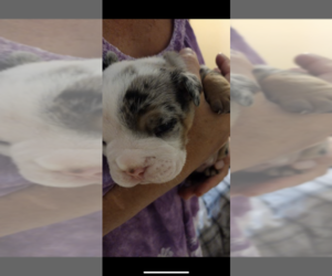 Olde English Bulldogge Puppy for sale in NEW PORT RICHEY, FL, USA
