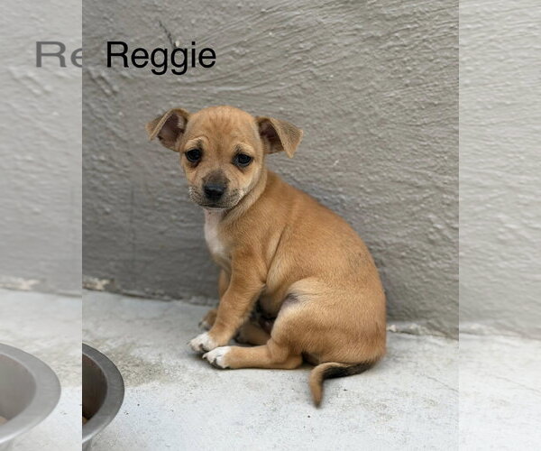 Medium Photo #1 Cairn Terrier-Unknown Mix Puppy For Sale in Turlock, CA, USA