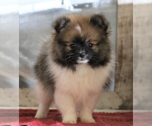 Pomeranian Puppy for sale in FREDERICKSBG, OH, USA