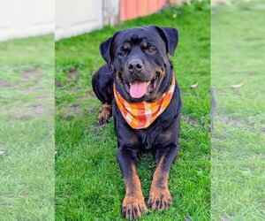 Agar - Ball Tossing is My Thing - Male Rottweiler Dog for Adoption - Photo #3