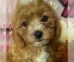 Cavapoo Puppy for sale in STATE COLLEGE, PA, USA