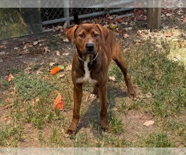 Medium Photo #1 American Staffordshire Terrier-Unknown Mix Puppy For Sale in Lakewood, CO, USA