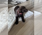 Puppy Puppy 2 Labrador Retriever