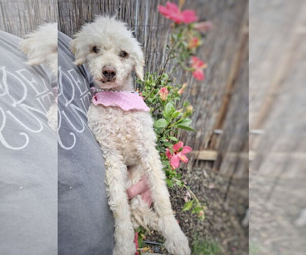 Medium Photo #1 Maltipoo Puppy For Sale in Pittsburg, CA, USA