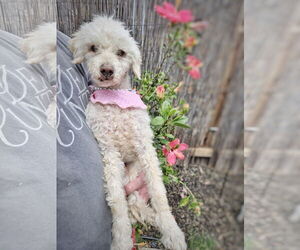 Maltipoo Dogs for adoption in Pittsburg, CA, USA