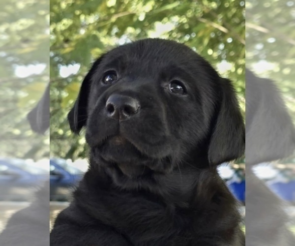 Medium Photo #2 Labrador Retriever Puppy For Sale in BROWNS VALLEY, CA, USA