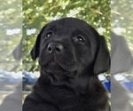 Small #1 Labrador Retriever