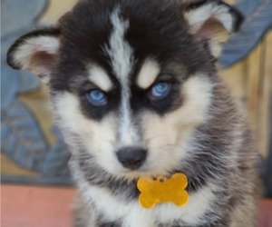 Pomsky Puppy for sale in SPRINGFIELD, MO, USA