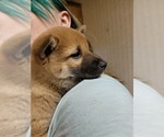 Small Photo #6 Shiba Inu Puppy For Sale in CAMDENTON, MO, USA