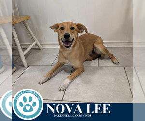 Golden Labrador Dogs for adoption in Kimberton, PA, USA