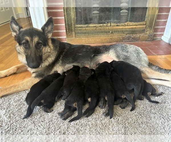 Medium Photo #1 German Shepherd Dog Puppy For Sale in SOUTH EASTON, MA, USA