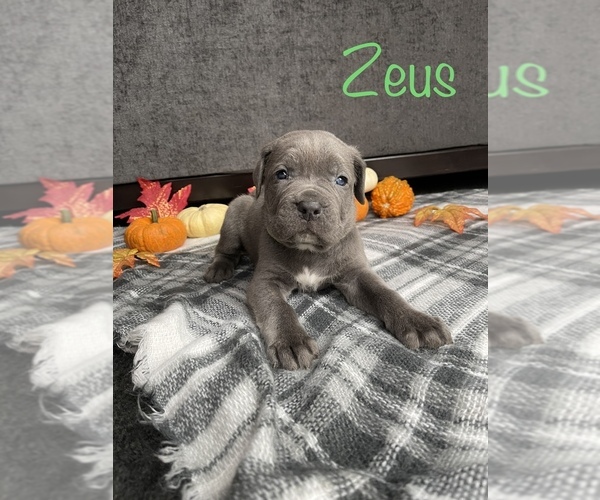 Medium Photo #2 Cane Corso Puppy For Sale in DINGMANS FERRY, PA, USA