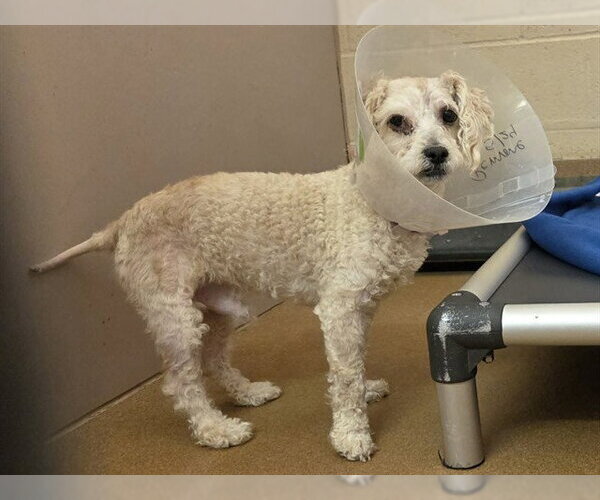 Medium Photo #1 Poodle (Miniature)-Unknown Mix Puppy For Sale in Martinez, CA, USA