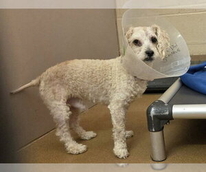 Poodle (Miniature)-Unknown Mix Dogs for adoption in Martinez, CA, USA