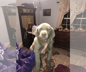 Labrador Retriever Puppy for sale in LEWISTOWN, PA, USA