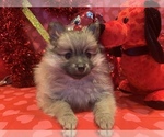 Small Photo #41 Pomeranian Puppy For Sale in GOSHEN, NY, USA