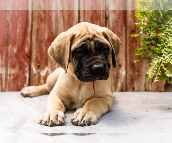 Medium Photo #34 Mastiff Puppy For Sale in WAKARUSA, IN, USA