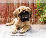 Small Photo #34 Mastiff Puppy For Sale in WAKARUSA, IN, USA