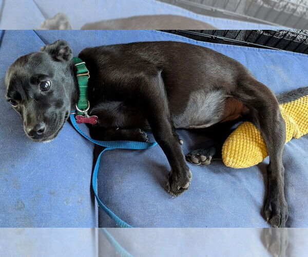 Medium Photo #4 Mountain Cur-Unknown Mix Puppy For Sale in Boston, MA, USA