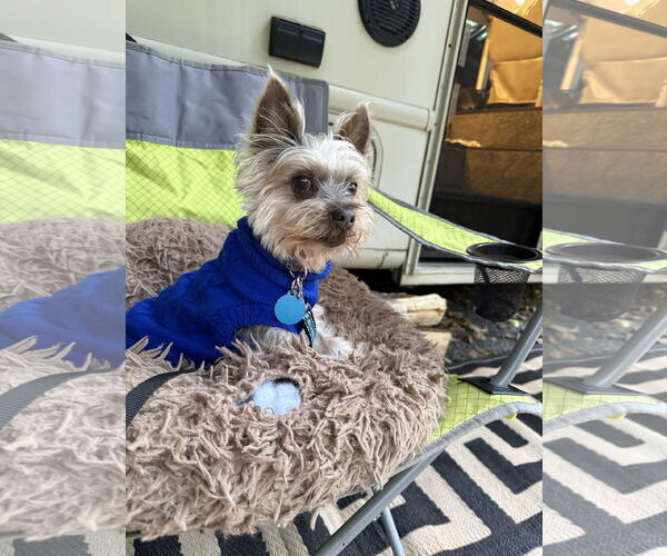 Medium Photo #9 Mutt Puppy For Sale in St. Louis Park, MN, USA