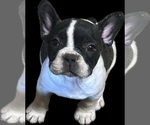 Small #1 French Bulldog