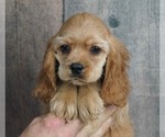 Small Photo #3 Cocker Spaniel Puppy For Sale in WARSAW, IN, USA