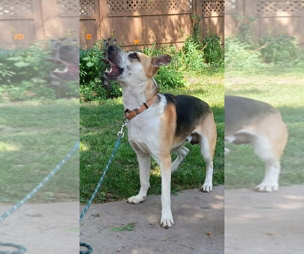 Medium Photo #4 Mutt Puppy For Sale in Minneapolis, MN, USA