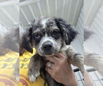 Small #1 Australian Shepherd