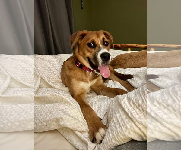 Medium Photo #3 Mutt Puppy For Sale in New London, WI, USA