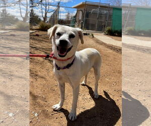 Gandalf - - Male Cheagle Dog for Adoption - Photo #7