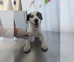 Small Collie Mix