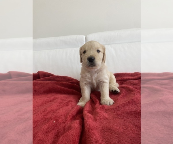 Medium Photo #4 Golden Retriever Puppy For Sale in MIAMI, FL, USA
