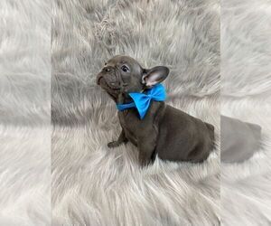 French Bulldog Puppy for sale in CHARLESTON, SC, USA