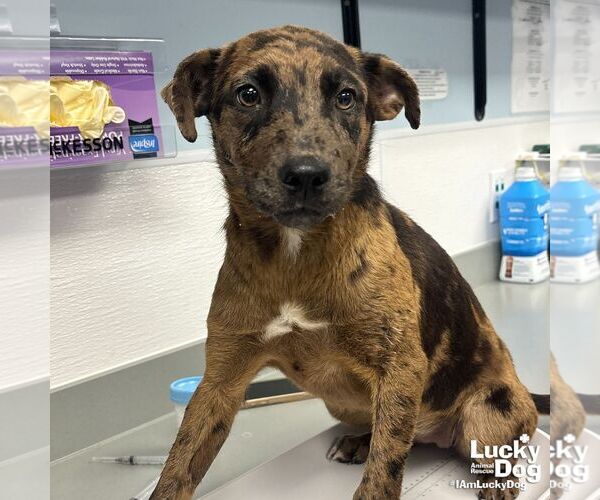 Medium Photo #3 Catahoula Leopard Dog-Unknown Mix Puppy For Sale in Washington, DC, USA