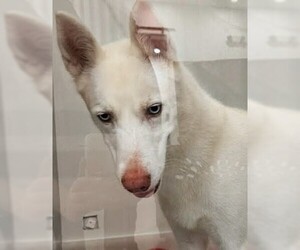 Siberian Husky-Unknown Mix Dogs for adoption in Oakland Park, FL, USA