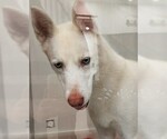 Small Siberian Husky Mix