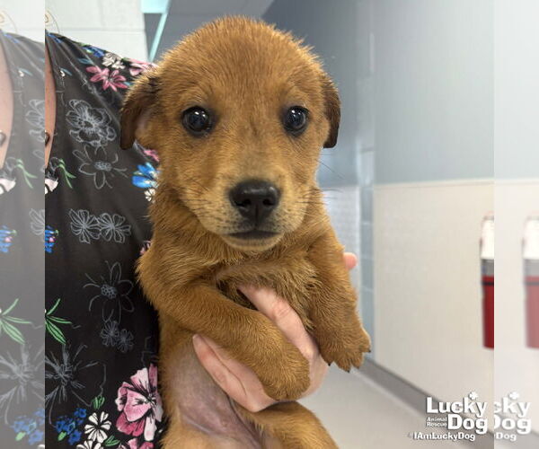 Medium Photo #3 Labrador Retriever-Unknown Mix Puppy For Sale in Washington, DC, USA